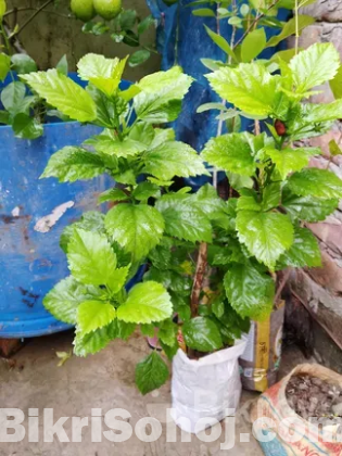 শখের গাছ